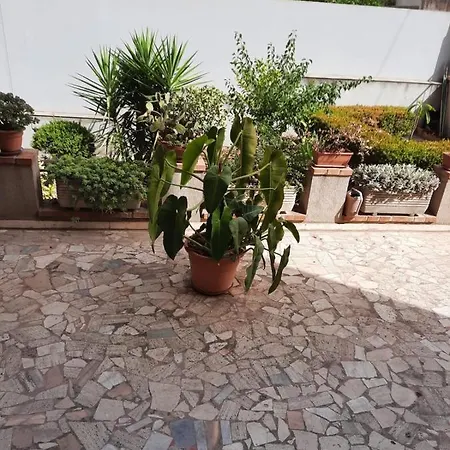Le Palme Netine